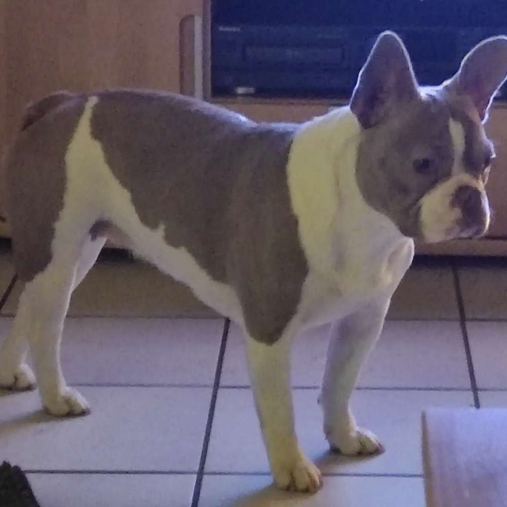 Hundetreffen-Jung-Hunde-Treffen-Profilbild