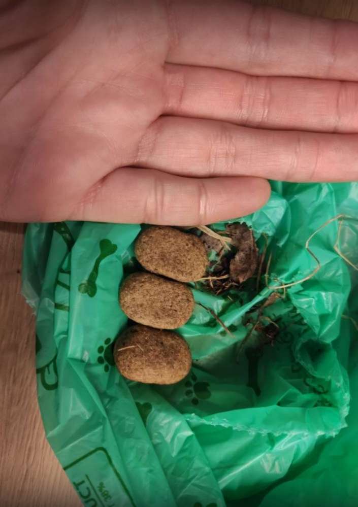 Giftköder-Hundefutter?? Köder??? ausgelegt-Profilbild