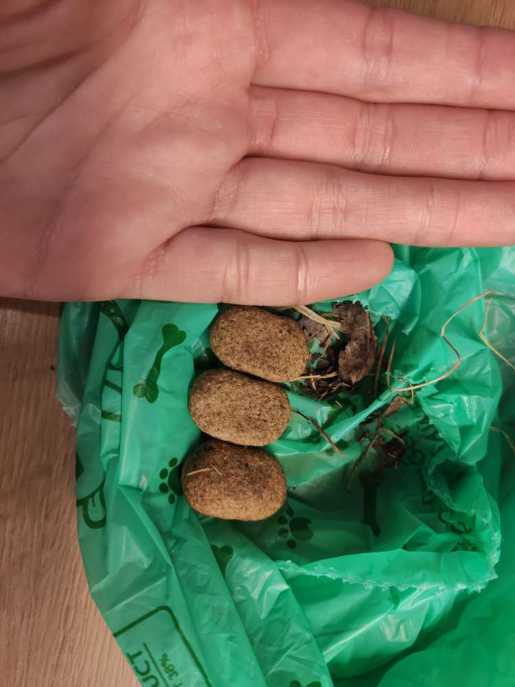 Giftköder-Evtl. Hundefutter oder Ähnliches-Profilbild