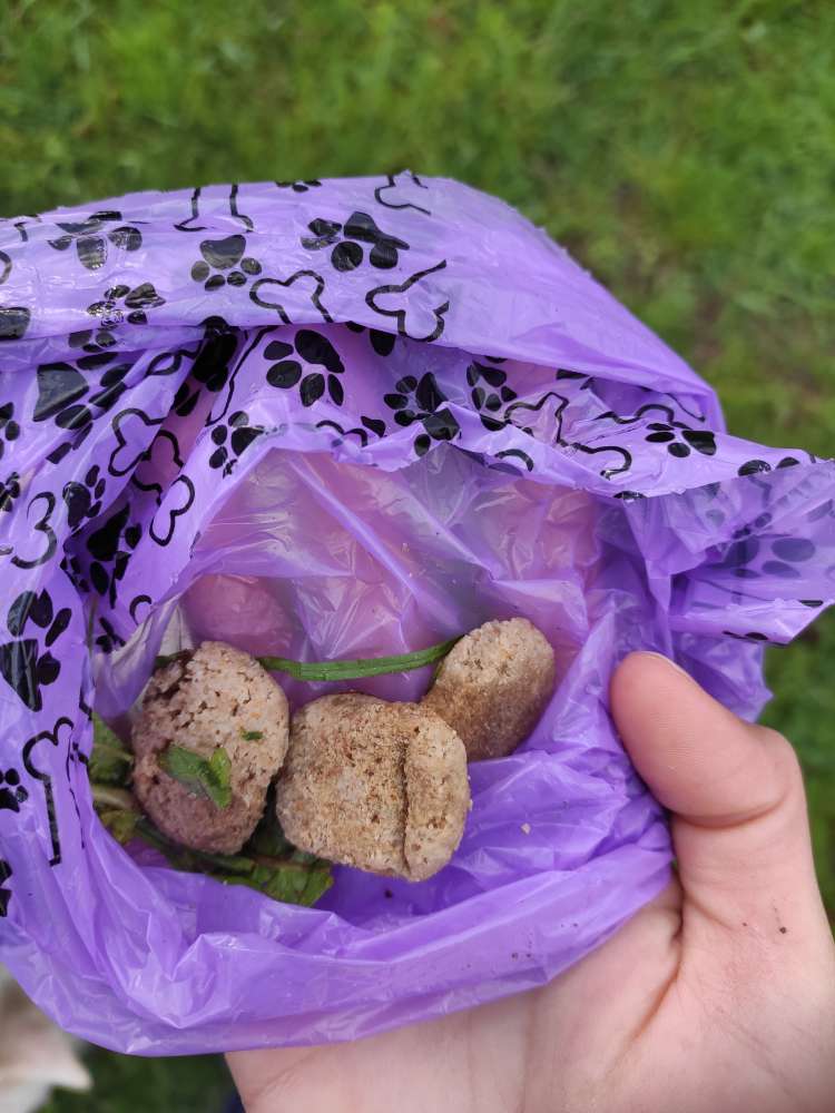 Giftköder-Wiederholt Futterstücke(?)im hohen Gras-Profilbild