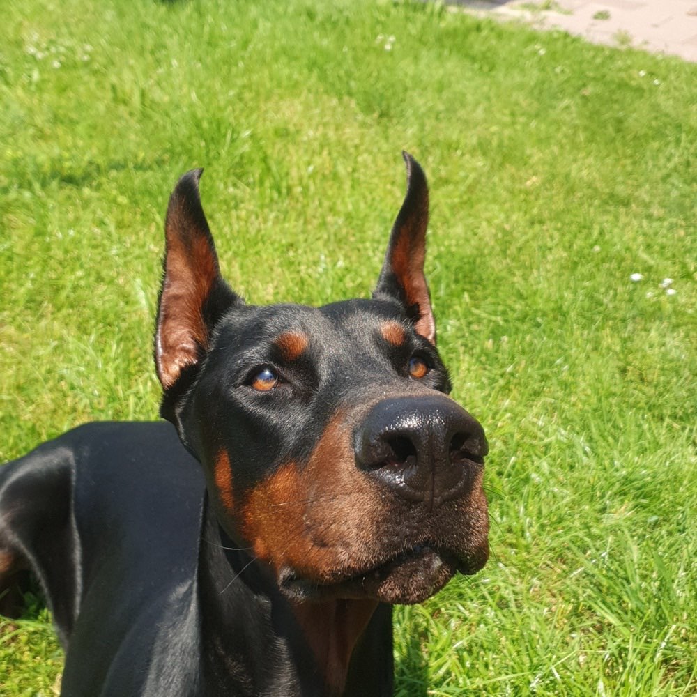 Hundetreffen-Gassirunden-Profilbild