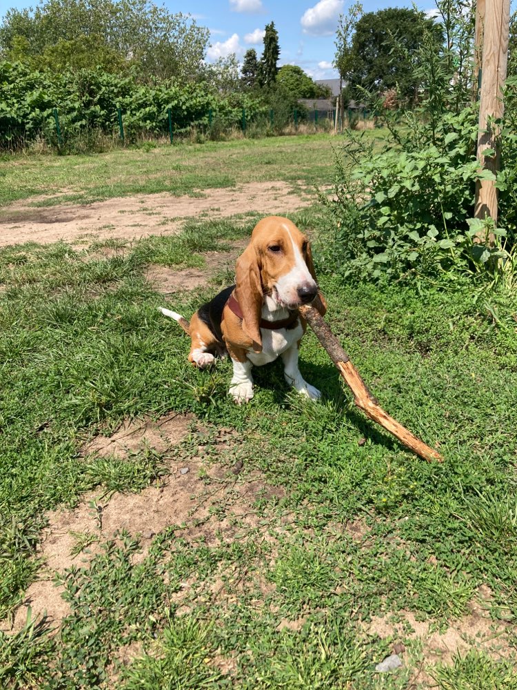 Hundetreffen-Basset-Treffen in Bonn-Profilbild
