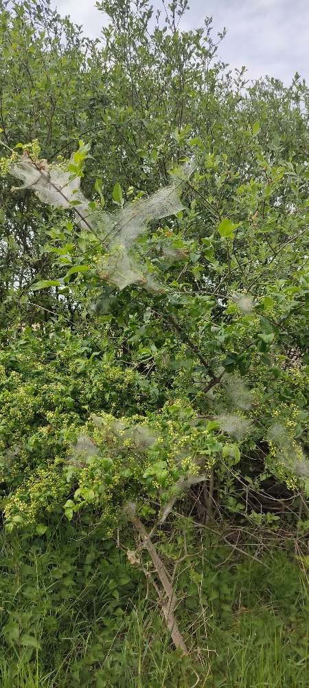 Giftköder-verm. Eichenprozessionspinner in Baum-Profilbild