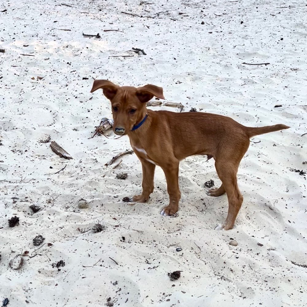 Hundetreffen-Spielkamerad Stuhr / Bremen Umgebung-Profilbild