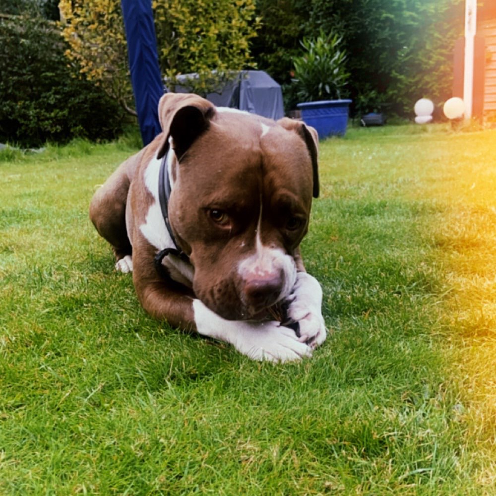 Hundetreffen-Social Walk-Profilbild