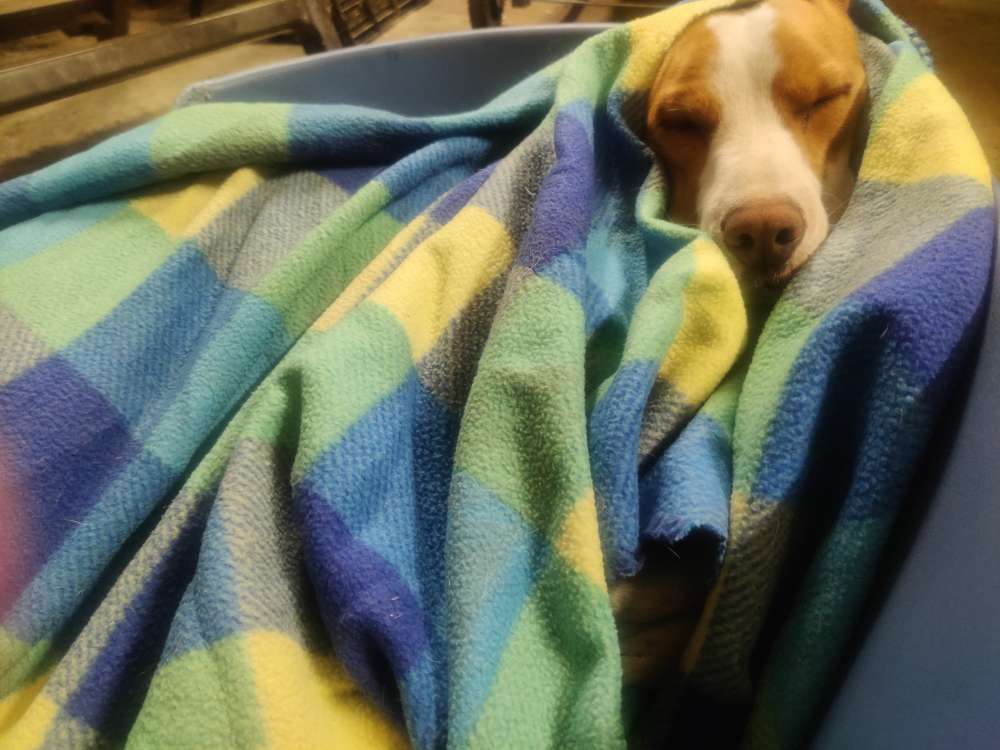 Hundetreffen-Hundespiel mit Rocky im Umkreis 25km von Lindow-Profilbild