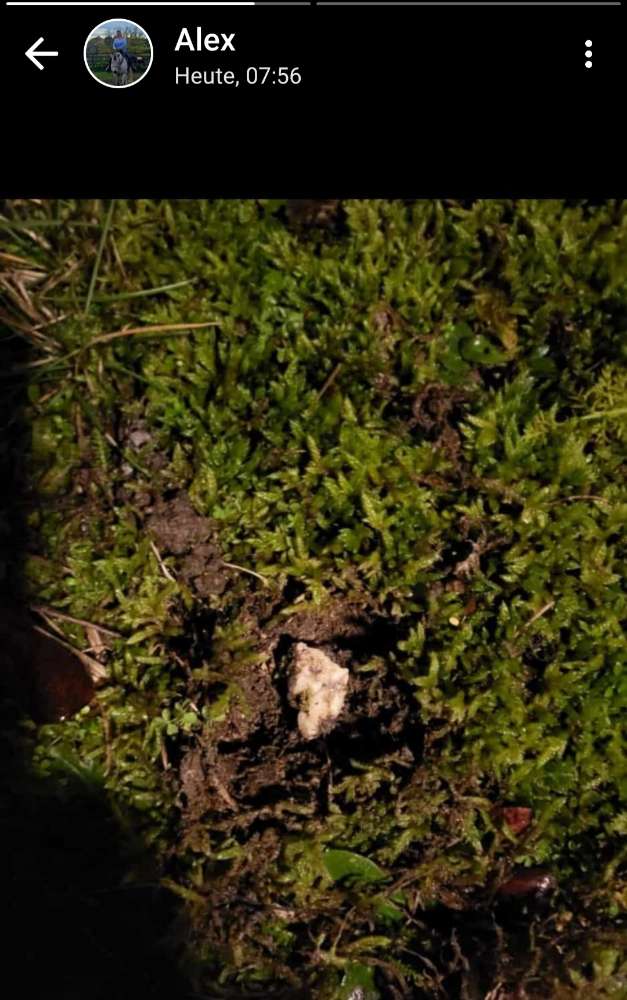 Giftköder-Verdacht auf gelegte Giftköder-Profilbild