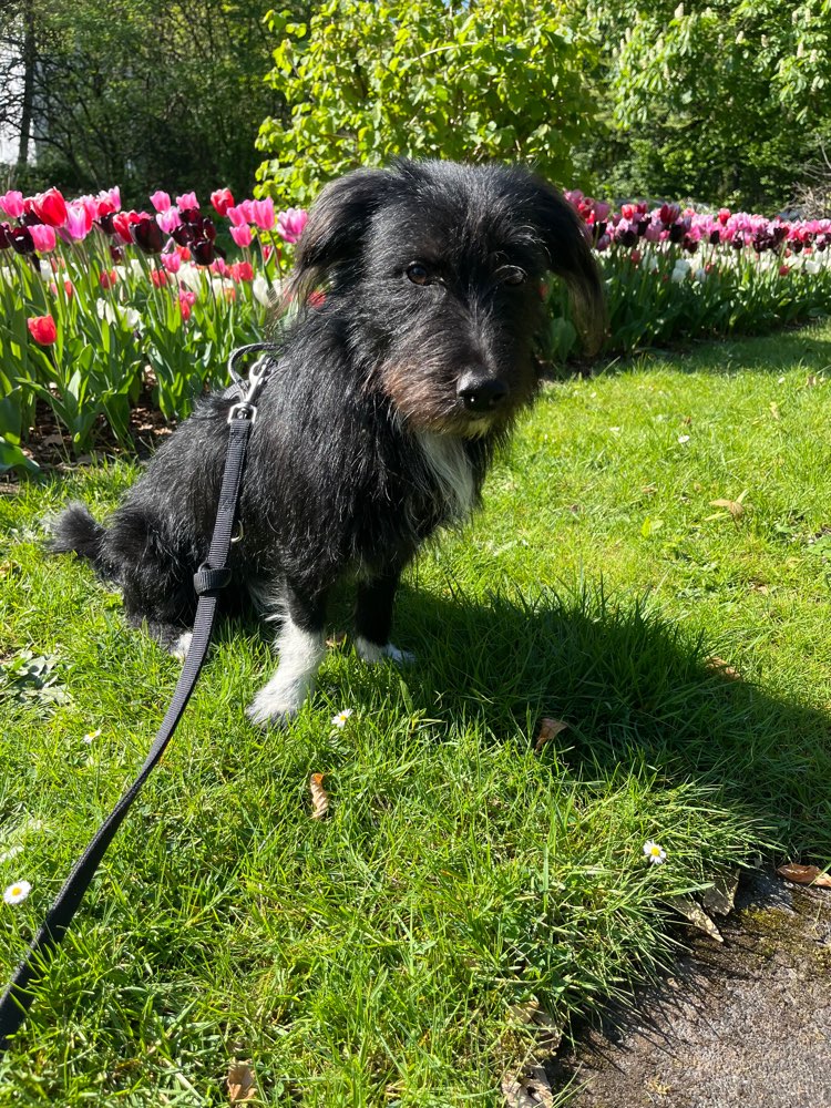 Hundetreffen-Spaziergänge am Kaiserberg-Profilbild