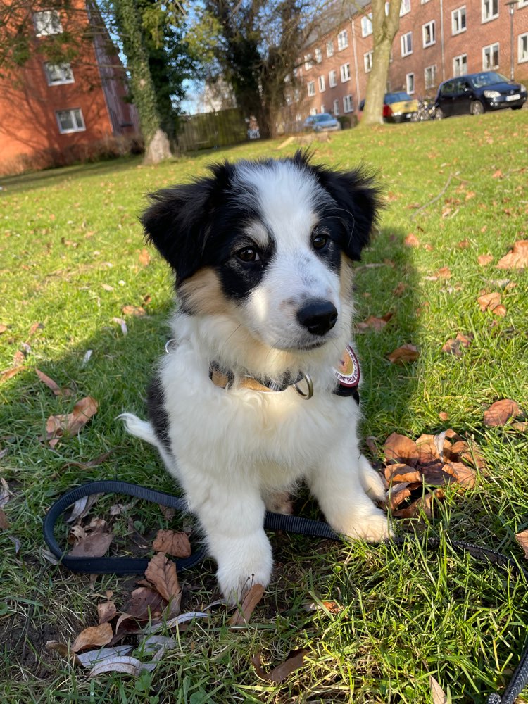 Hundetreffen-Welpentreffen in der Wik-Profilbild