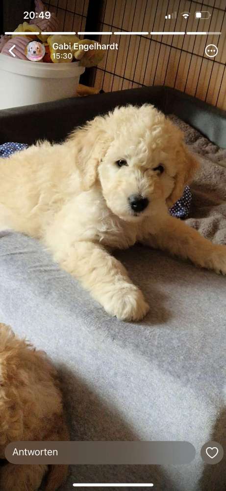 Hundetreffen-Welpentreffen ab Ende Juni-Profilbild