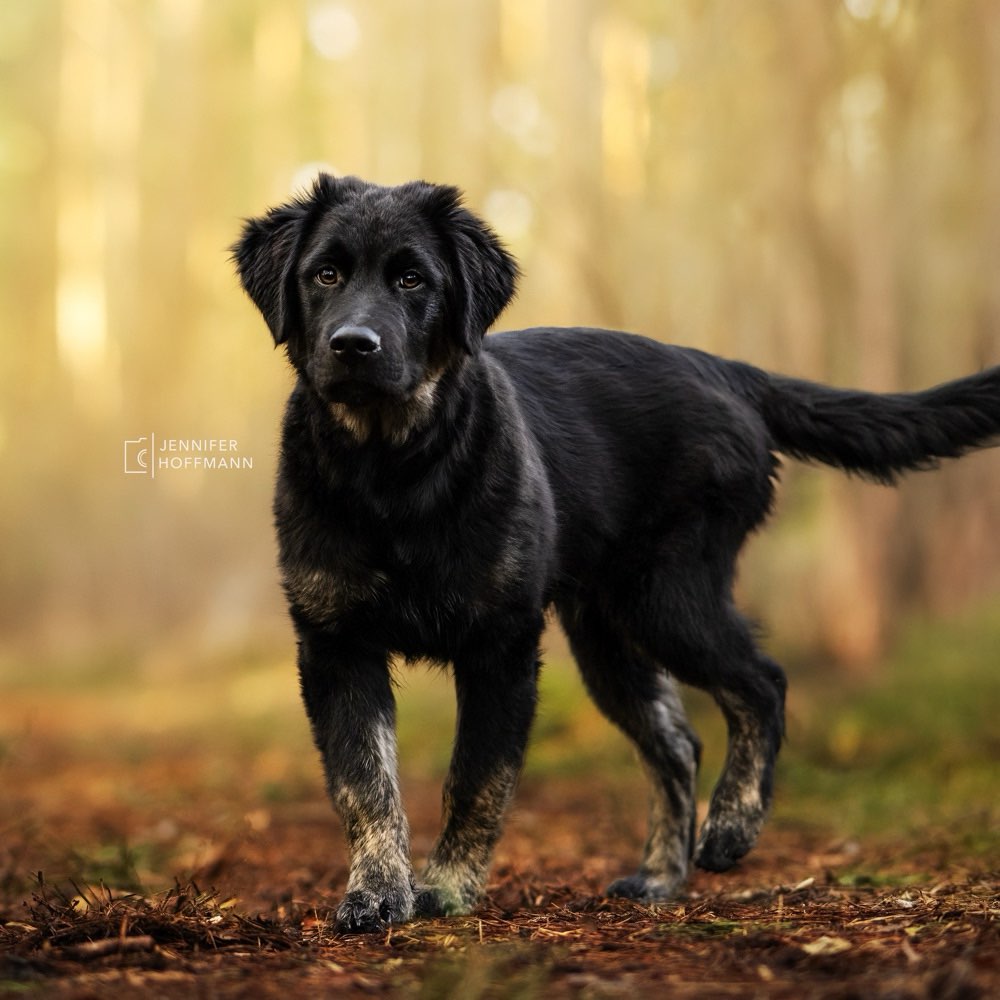 Hundetreffen-Social Walk-Profilbild