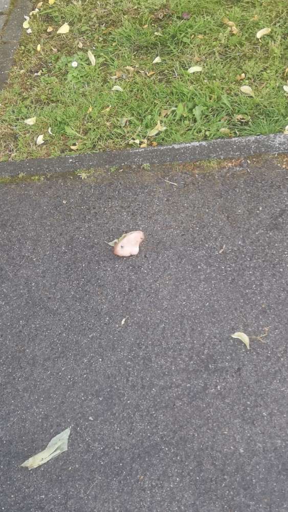 Giftköder-Giftköder-Profilbild