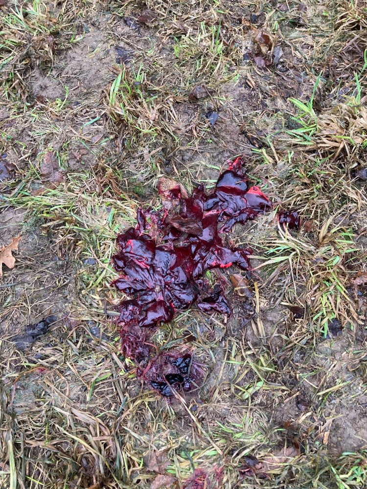 Giftköder-Innereien im Altenhainer Tal-Profilbild