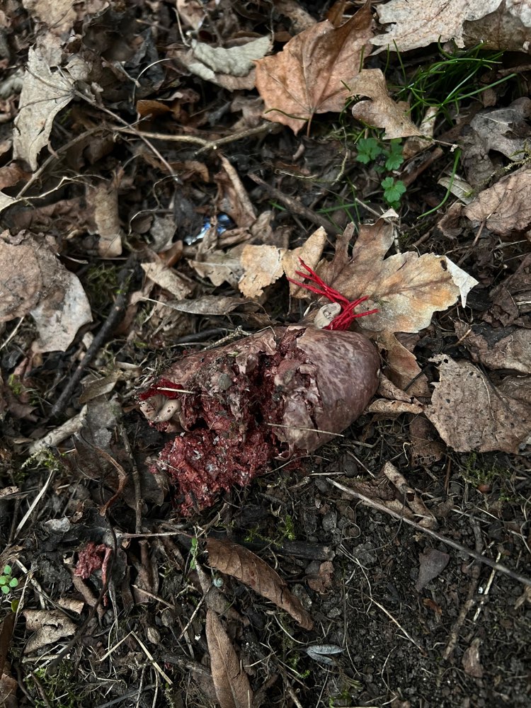 Giftköder-Giftköder Blutwurst-Profilbild