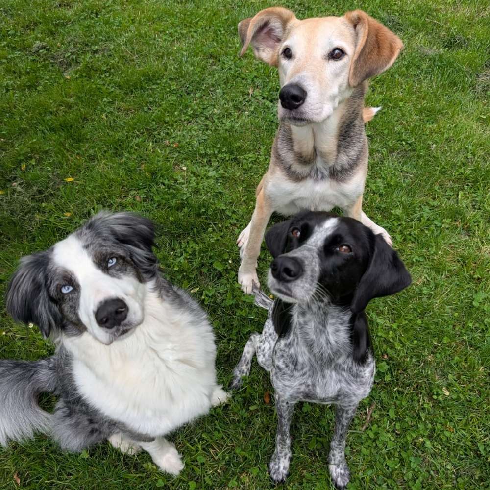 Hundetreffen-Hundebegegnungen üben-Profilbild