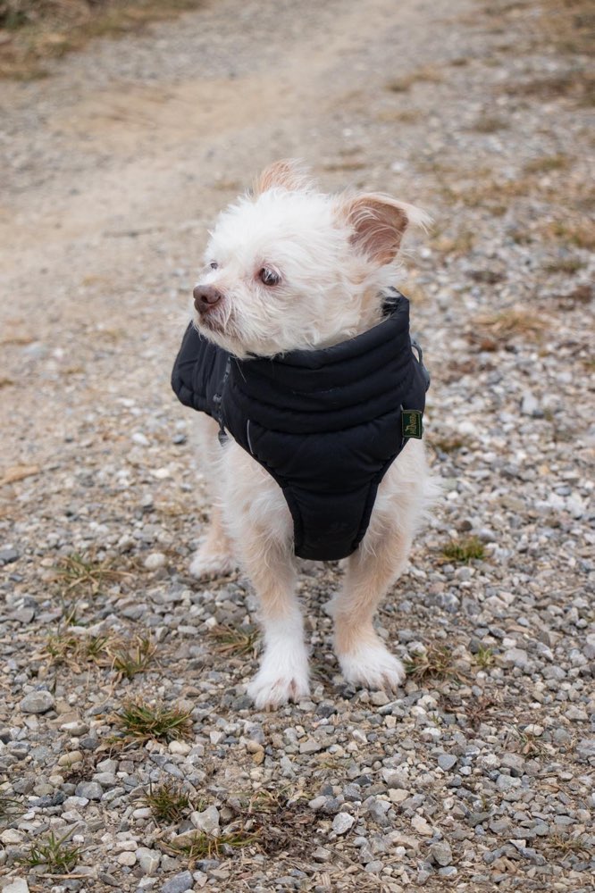 Hundetreffen-Hundefreundin für Levi gesucht 🐾-Profilbild