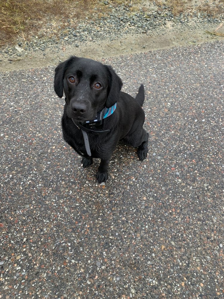 Hundetreffen-Labrador in Großefehn-Profilbild