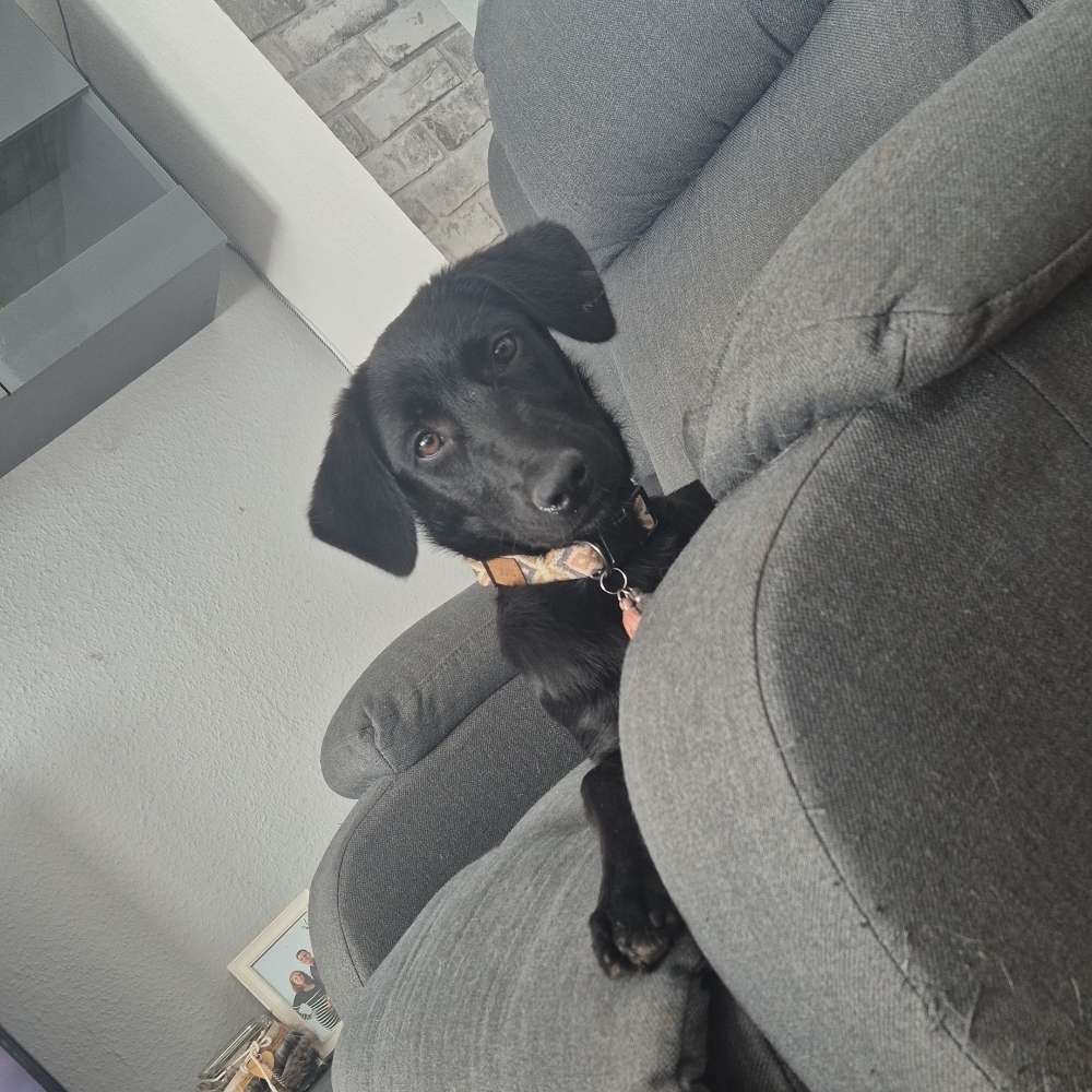 Hundetreffen-Junghundkumpel*in gesucht-Profilbild