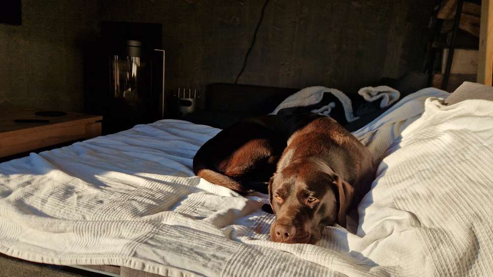Hundetreffen-Spiel- und Gassirunden-Profilbild