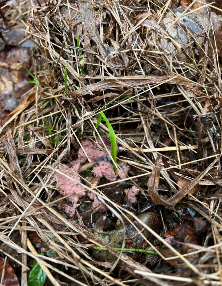 Giftköder-Vmtl. Giftköder-Profilbild