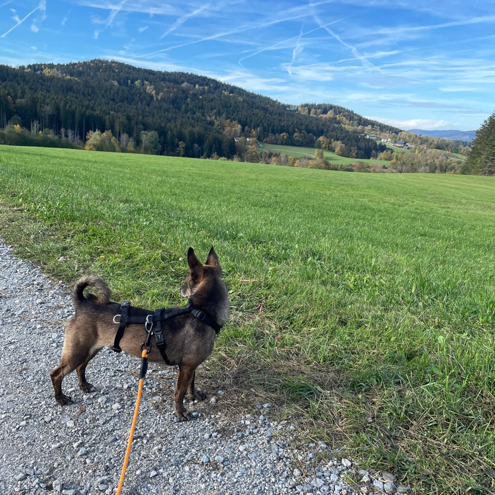Hundetreffen-Kennenlernen-Profilbild