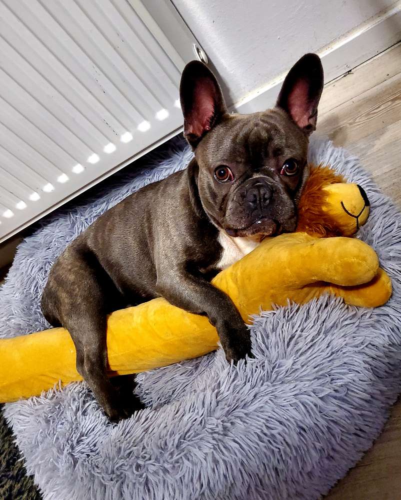 Hundetreffen-Spielfreund/in zum toben gesucht..-Profilbild