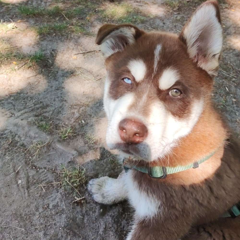 Hundetreffen-Gassi- & Spielerunde-Profilbild