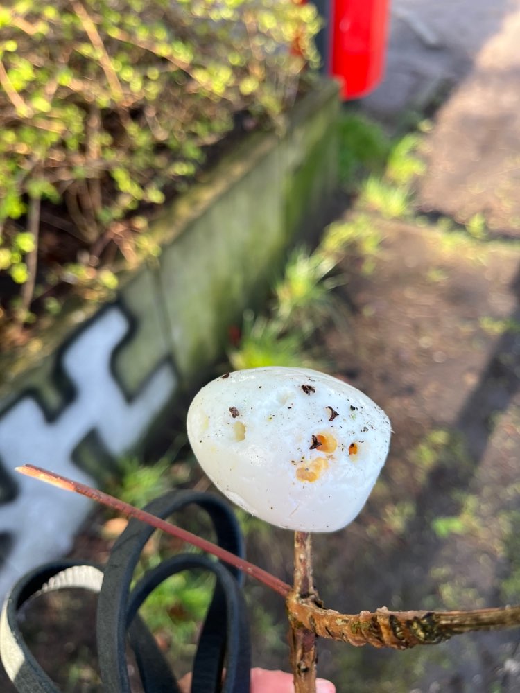 Giftköder-Giftköder - gekochte Eier mit Rattengift-Profilbild