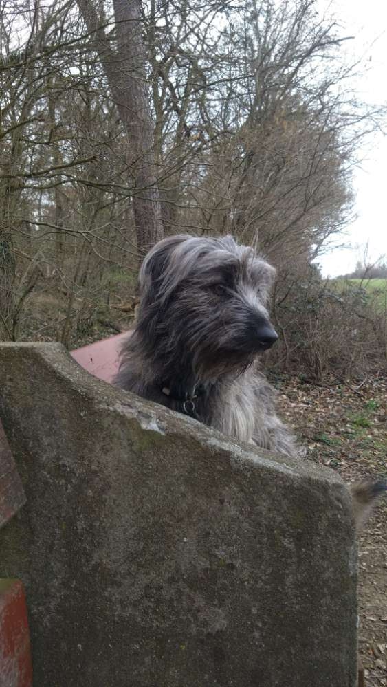 Hundetreffen-Spielkameraden gesucht!-Profilbild