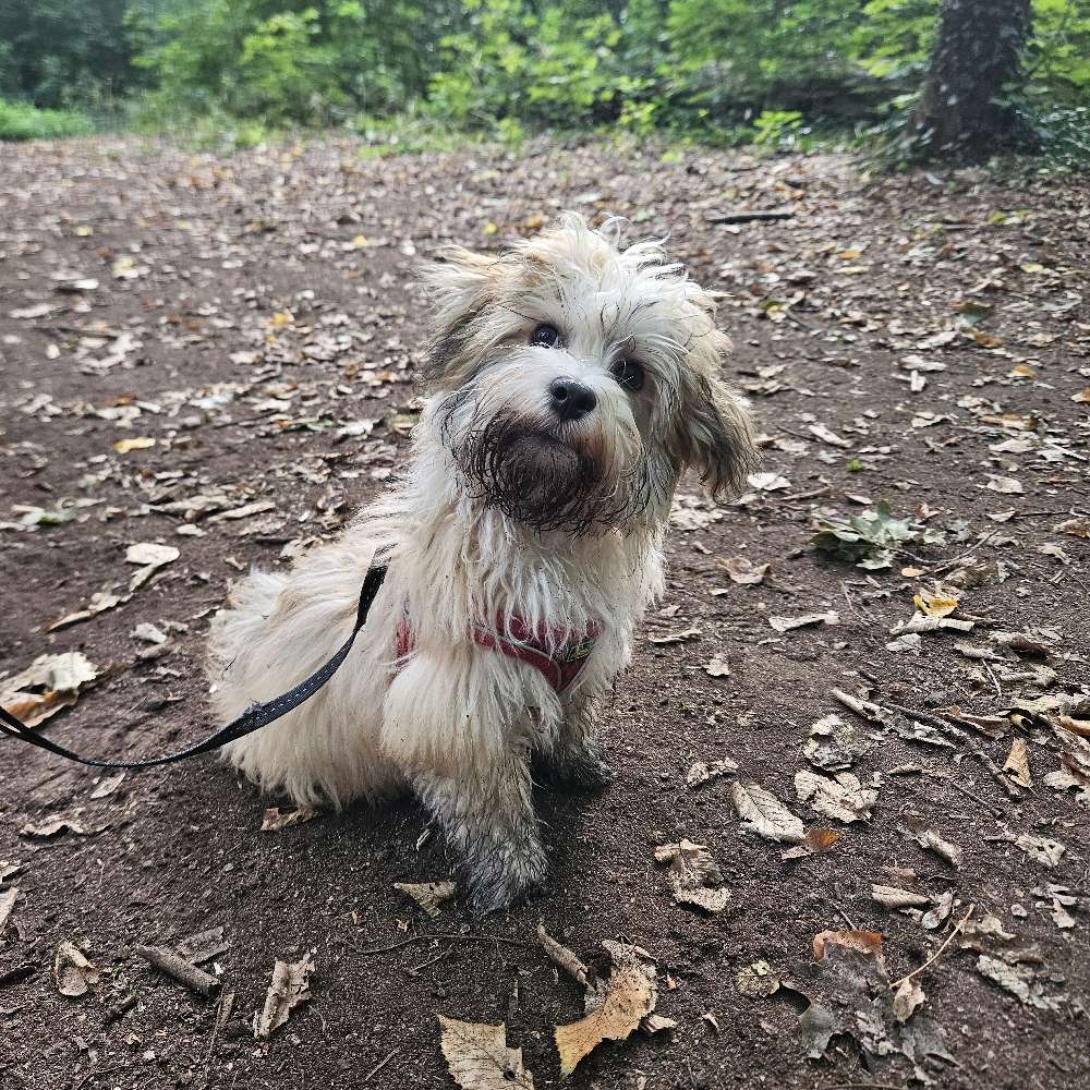 Hundetreffen-Spielen in der List - kleine Rassen-Profilbild