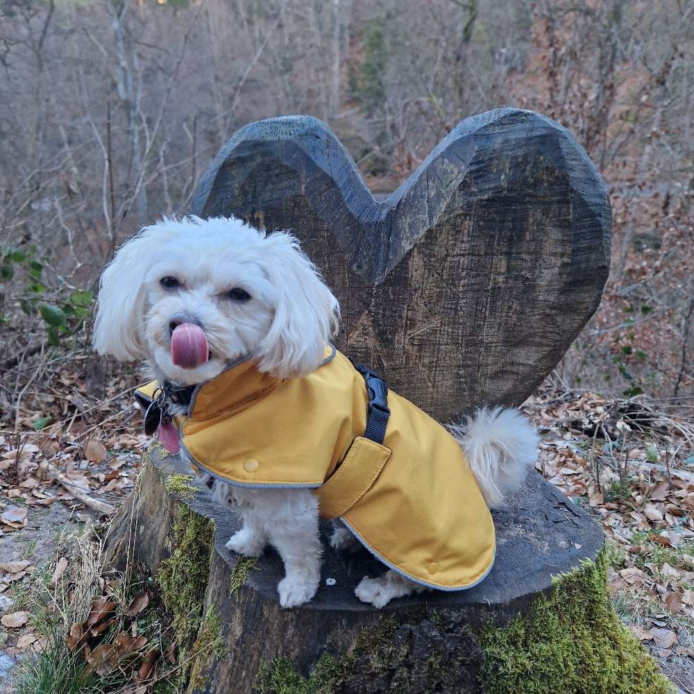 Hundetreffen-Spielkameraden kennenlernen-Profilbild