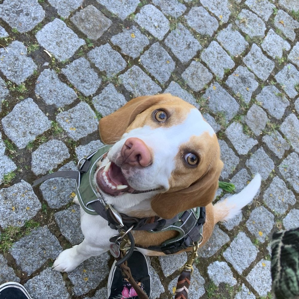 Hundetreffen-Gemeinsame gassi Runde und Spiel treffen-Profilbild