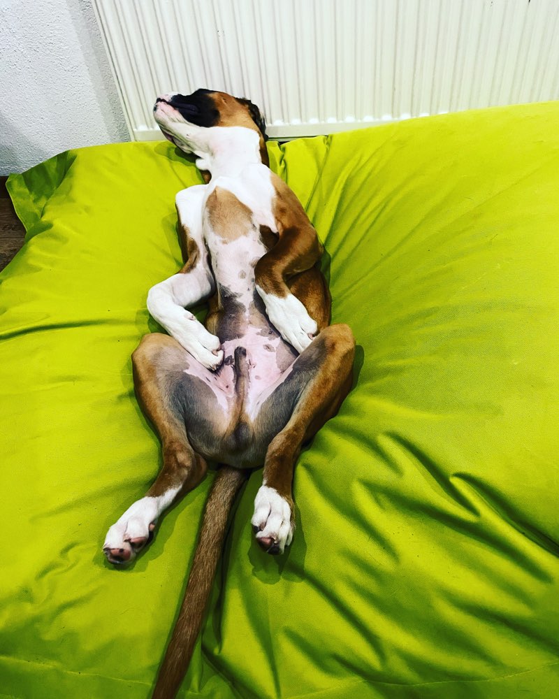 Hundetreffen-Spiele treffen-Profilbild