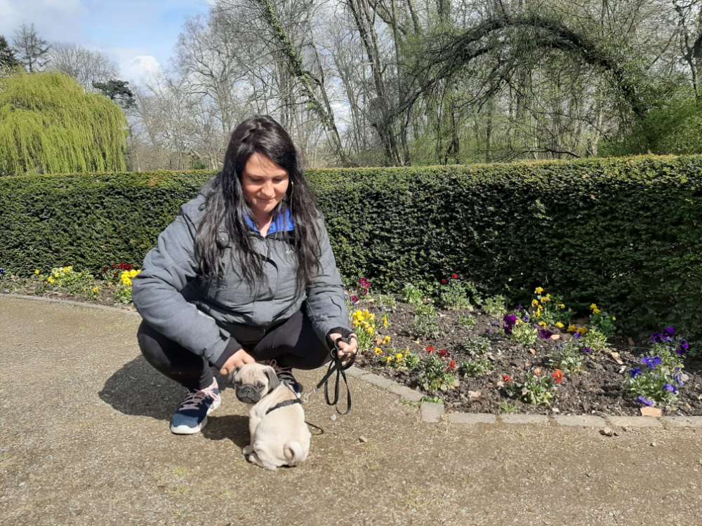 Hundetreffen-Gassi gehen/ spielrunde-Profilbild