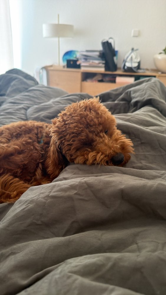 Hundetreffen-Wir suchen Gassi gehen Freundschaften-Profilbild