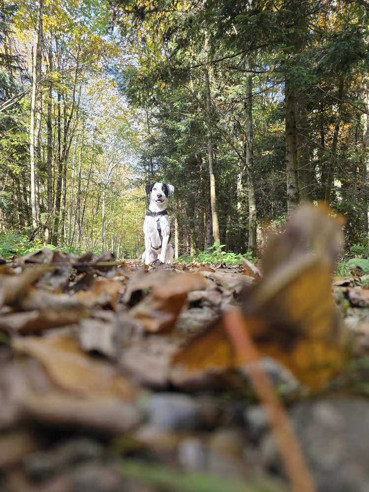 Hundetreffen-Hundefreunde gesucht-Profilbild