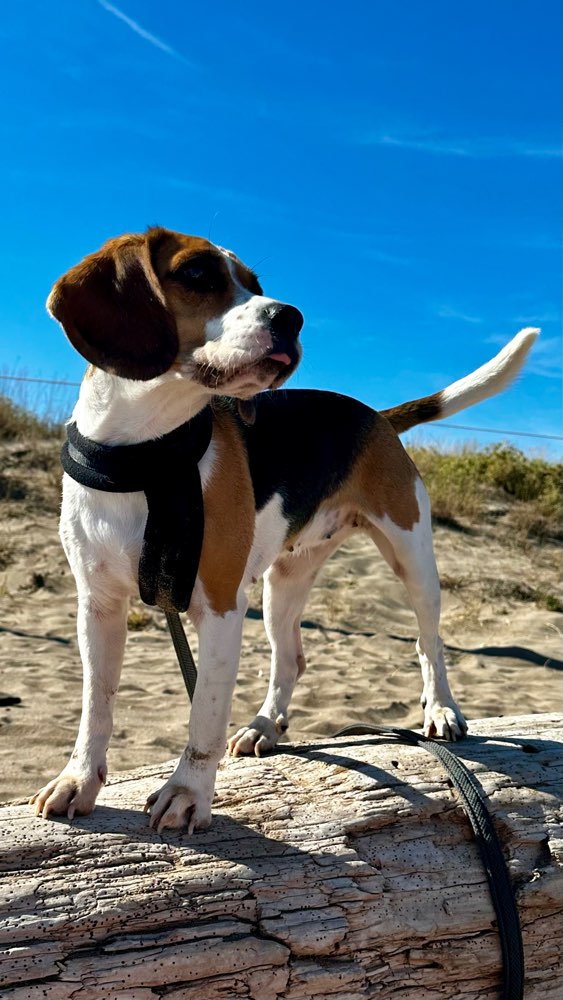 Hundetreffen-Spaziergänge, evtl. auch mal Wanderungen-Profilbild