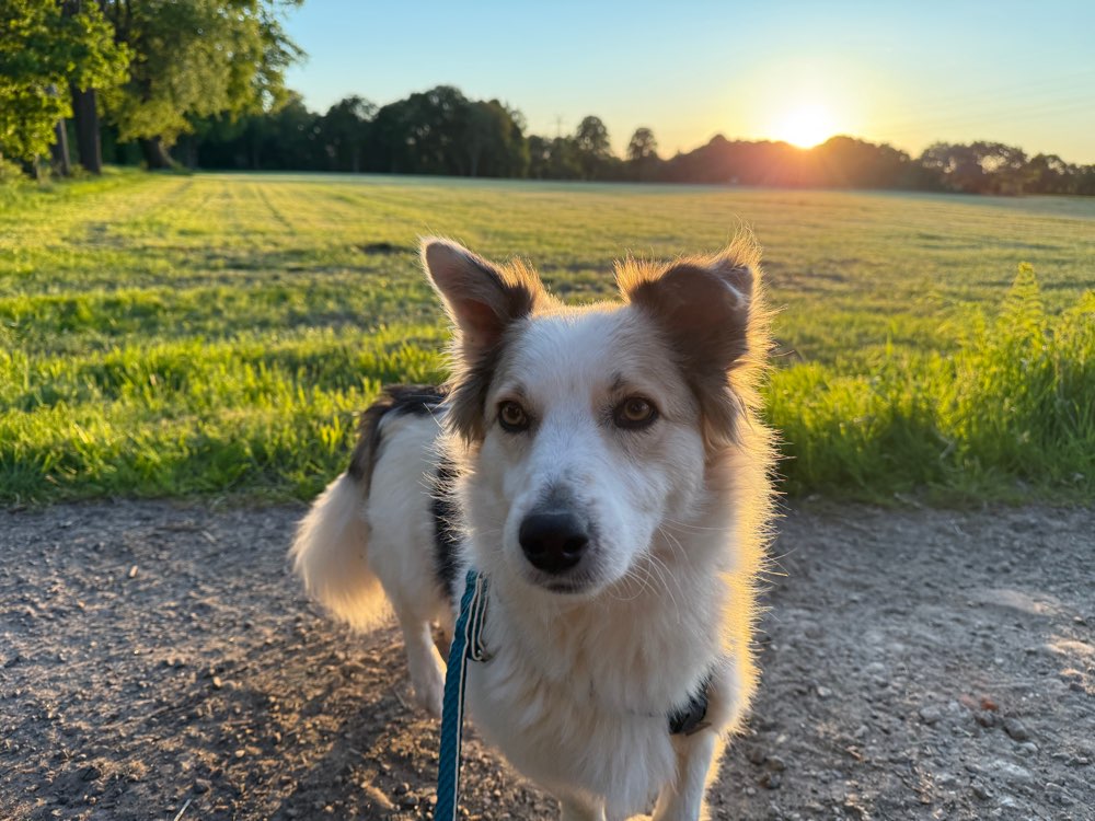 Hundetreffen-Hundefreunde für Gassirunden gesucht-Profilbild