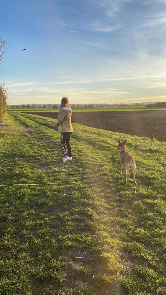 Hundetreffen-Social Walk zum trainieren und ggf. Nachher toben-Profilbild