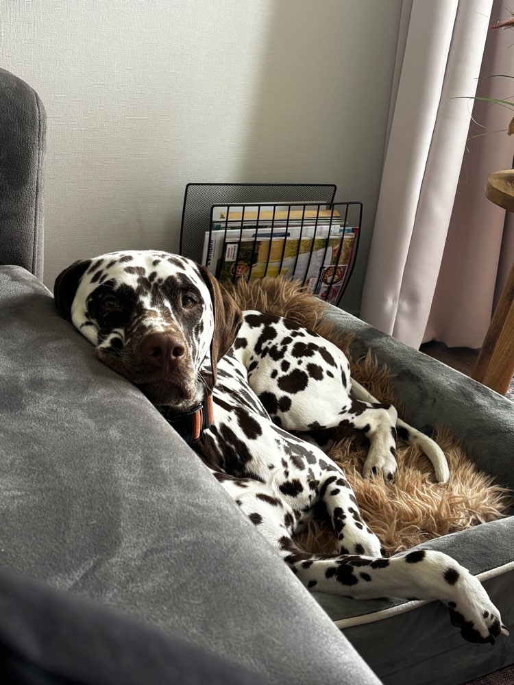 Hundetreffen-Gassi Partner-Profilbild