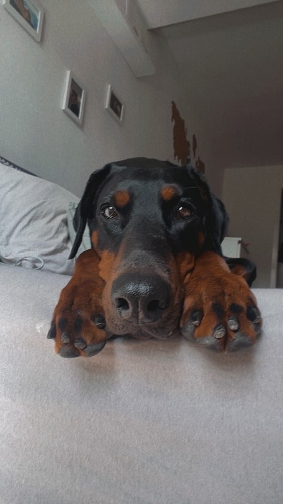 Hundetreffen-Hundebegegnungen im Mariannenpark-Profilbild