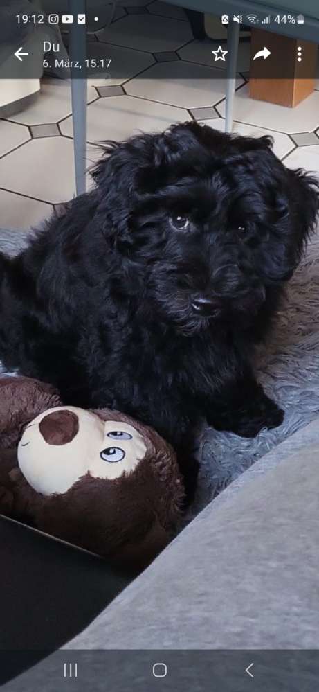 Hundetreffen-Welpensozialisierung-Profilbild