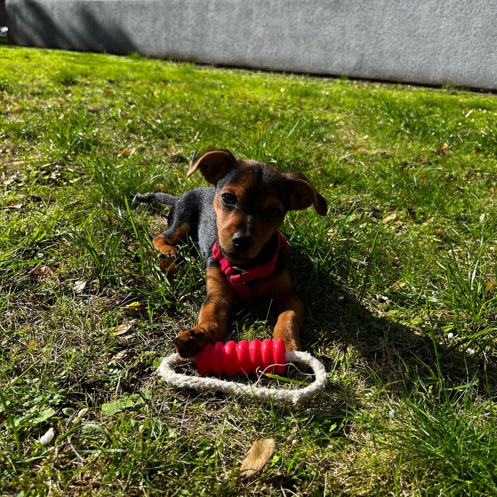 Hundetreffen-Nova sucht kleinen Kameraden zum Gassi gehen und spielen 😊-Profilbild
