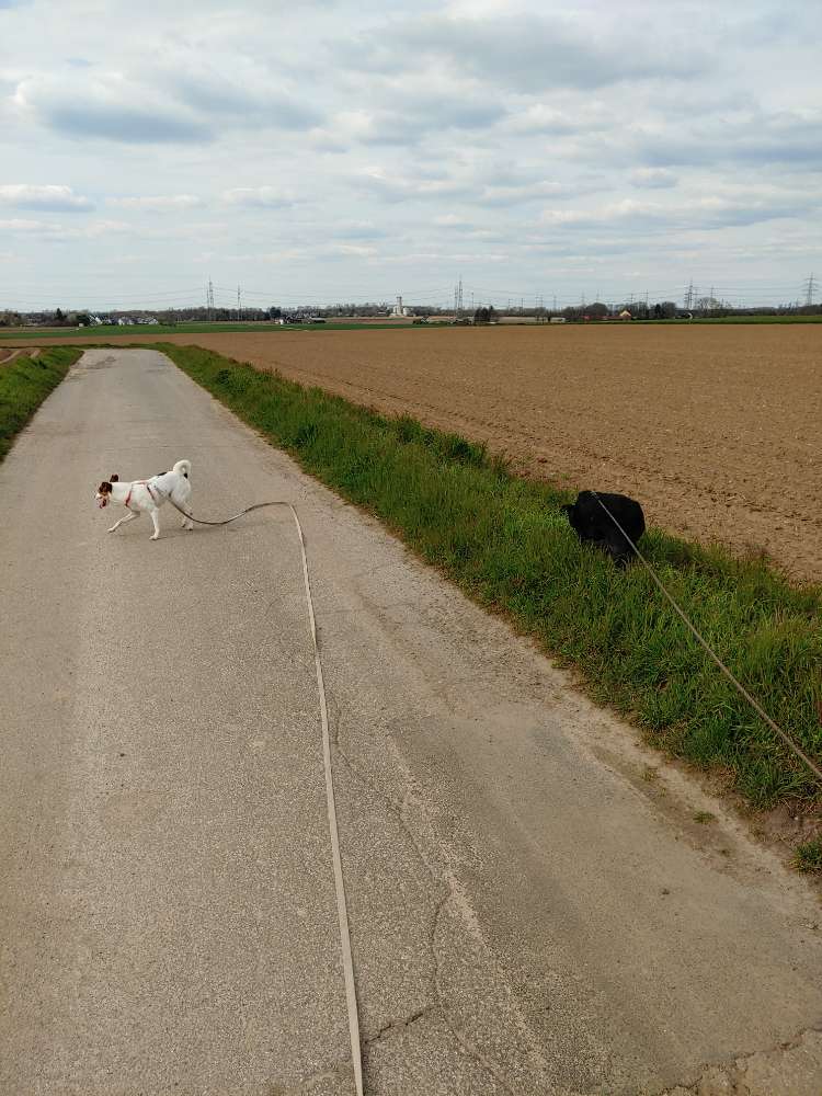 Hundetreffen-Hundefreund für gemeinsame Runden-Profilbild