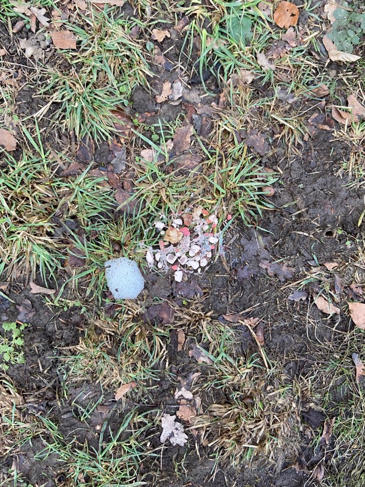 Giftköder-Giftköder-Profilbild