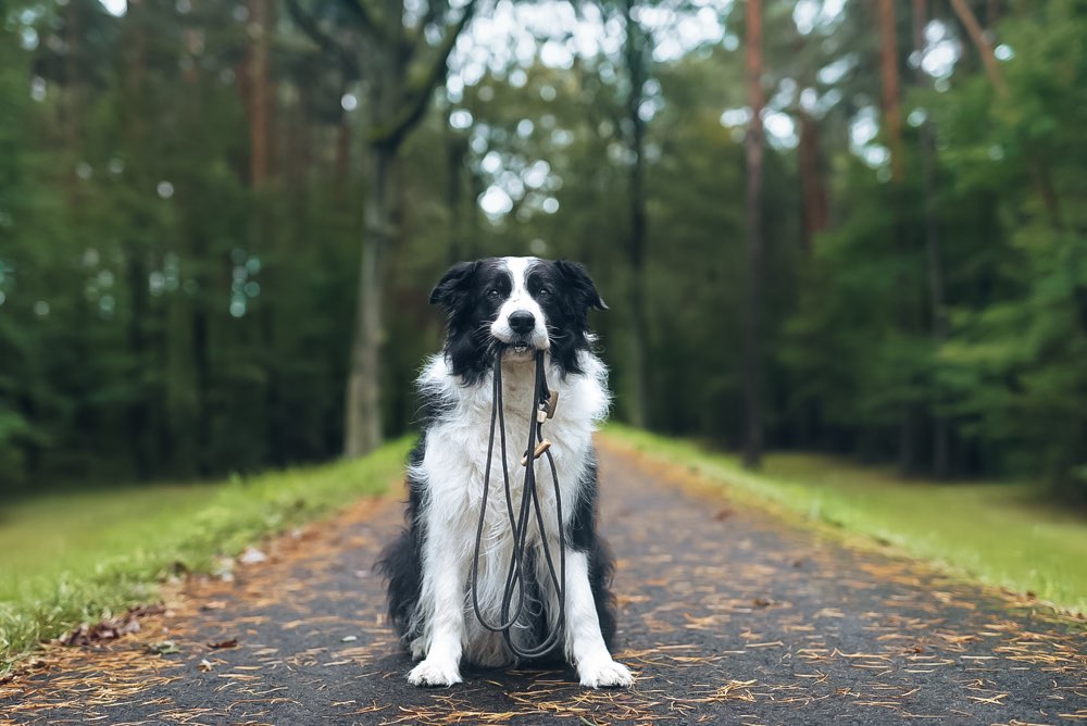 Hundetreffen-Regelmäßige Feierabendrunde-Profilbild