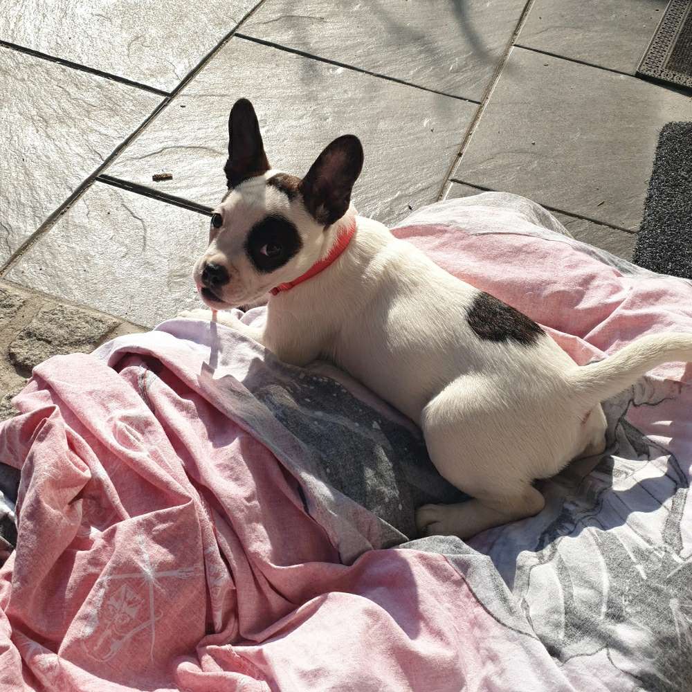 Hundetreffen-Gassirunde/Spielrunde-Profilbild