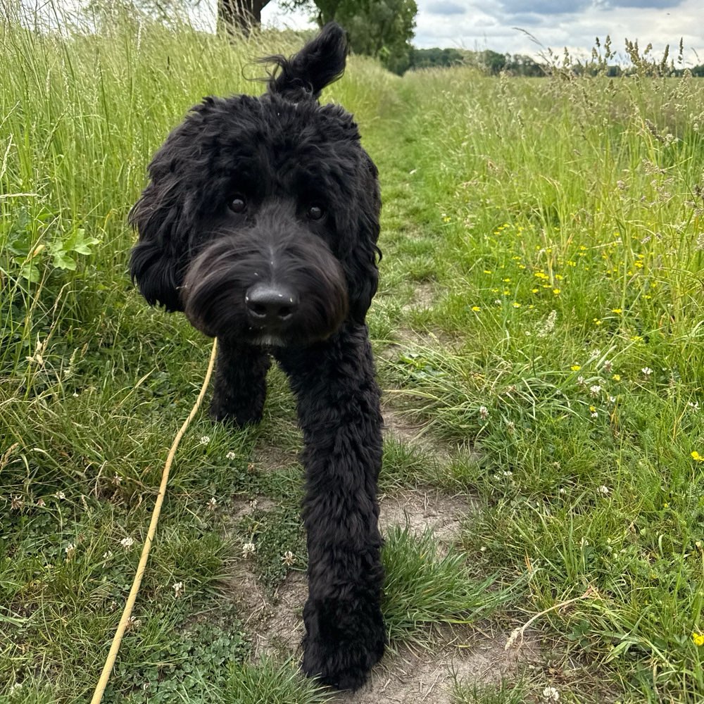 Hundetreffen-Spiel- und Trainingstreffen 🐶-Profilbild