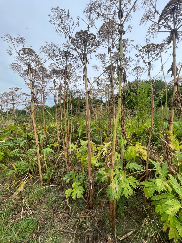 Giftköder-Großer Bärenklau-Profilbild