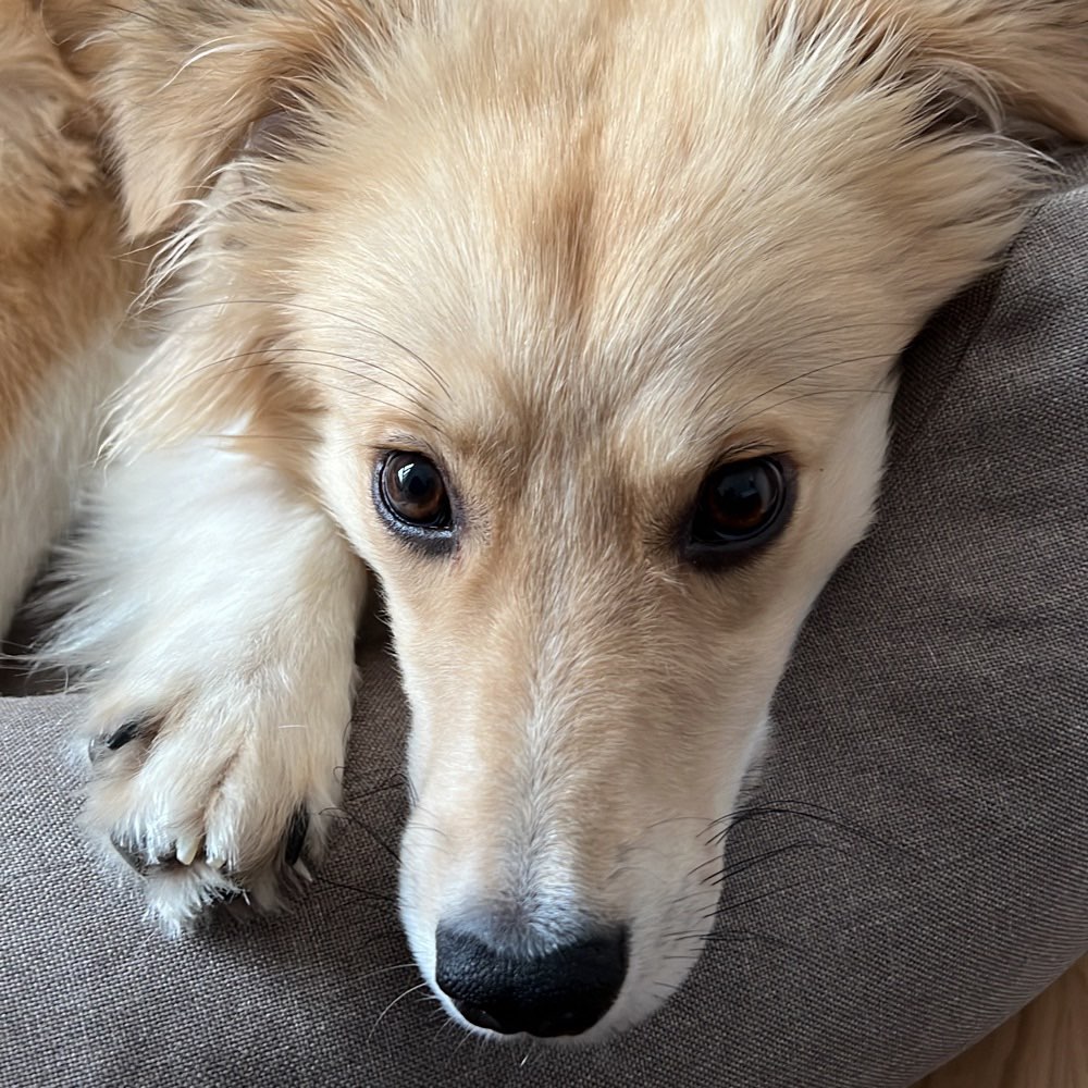 Hundetreffen-Mittagspause in der Zellerau-Profilbild